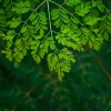 Moringa Blätter reif zur Ernte