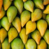 Lucuma Früchte